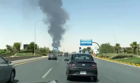 Ғалымдар адам жасушыларын тышқанның миына енгізді