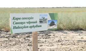 На высохшем дне Арала высадили 450 тысяч саженцев саксаула