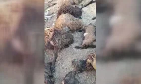 "Пили дождевую воду" - массовый падеж скота зафиксирован в Мангистауской области
