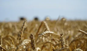 Қазақстан 15,5 млн тонна астық пен ұн экспорттады