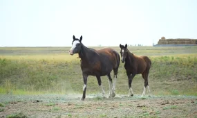 Батыс Қазақстан облысында 500 мың гектар жер мемлекет меншігіне қайтарылды.
