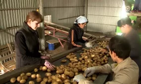 В ЗКО подешевели овощи, фрукты и бахчевые культуры.