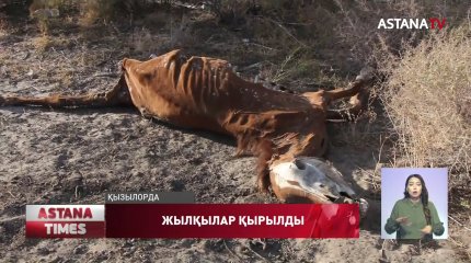 Жаңақорған жылқылары гастрофилез кеселінен қырылып жатыр