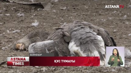 Солтүстікте қырылып қалған құстың 256 мыңы тұншығып өлген, ҚР АШМ