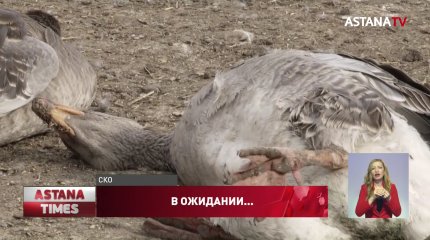 Сельчане не получили компенсацию за погибших от гриппа птиц
