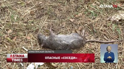 Нашествие крыс напугало жителей Каскелена