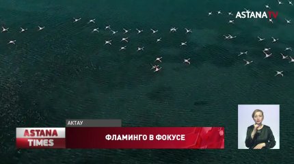Удивительные по красоте кадры фламинго снял фотограф в Актау