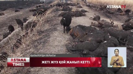 Қызылорда облысында 700 бас асыл тұқымды қой жанып кетті