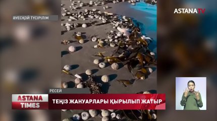 Камчаткада теңіз жануарлары жаппай қырылып жатыр