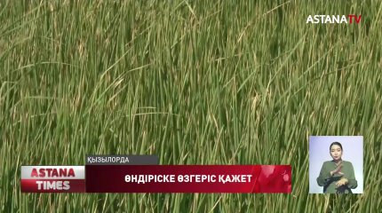 Диханшыларды күрішті азайтып, майлы дақыл егуге шақырады