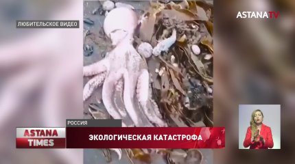 Власти Камчатки назвали три версии экологической катастрофы