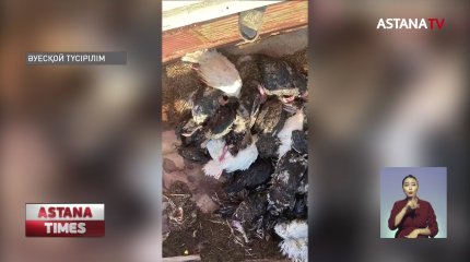 Түркістан облысы Қазығұрт ауданында құстар белгісіз себеппен қырылып жатыр