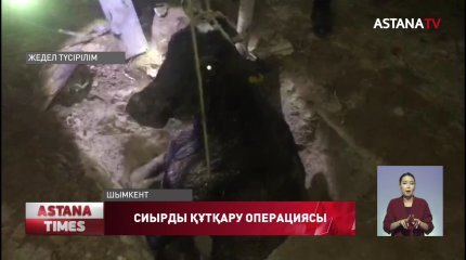 Шымкентте құтқарушылар шұңқырға түсіп кеткен сиырды шығарып алды