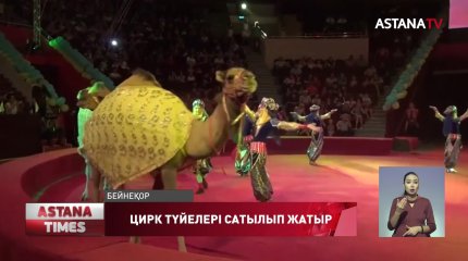 Эльмира, Бота және Арай электронды аукционға шықты