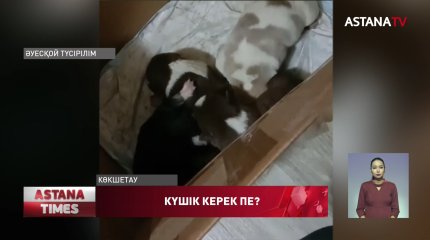 Көкшетаулық құтқарушылар кәріздік шұңқырдан 5 күшікті құтқарып қалды