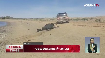 "Пастбища высыхают, скот гибнет": катастрофический дефицит воды в Западном Казахстане