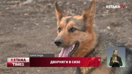 Дворняг берут на службу в карагандинский СИЗО