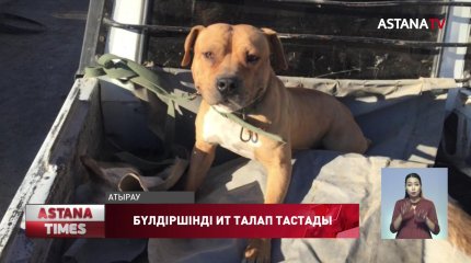 Бүлдіршінді талап тастаған иттің иесі, бар болғаны 30 мың теңге айыппұлмен құтылмақ