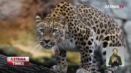 Редкого леопарда "поймала" фотоловушка в Мангистауском заповеднике
