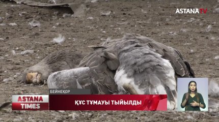 Қызылжарда құстардың қырылуы тоқтады