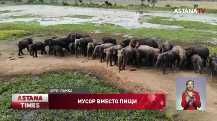 Смерть от пластика: слонам грозит массовая гибель на Шри-Ланке