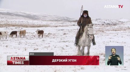 Дерзкие угонщики скота держат в страхе сельчан Восточного Казахстана