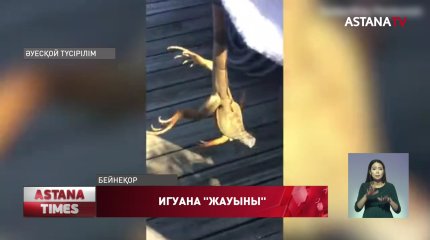 АҚШ-та аспаннан игуана "жаууы" мүмкін