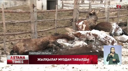 Павлодарда үйір жылқы мұзға сіресіп қалған