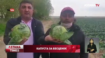 Фермеры от безысходности раздали капусту бесплатно в Тукрестанской области