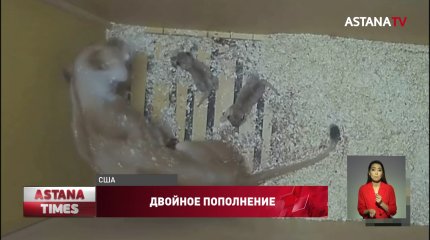 Сразу два африканских львёнка появились в зоопарке Денвера