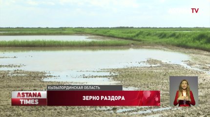 Посевы риса гибнут в Кызылординской области