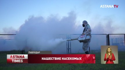 Жители Павлодарской области не могут выйти из дома из-за нашествия комаров