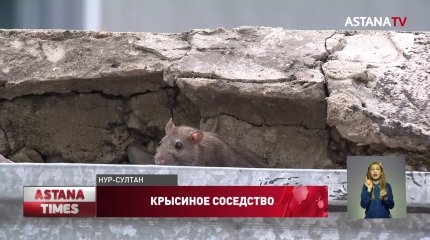 Полчища крыс атакуют жилые комплексы столицы