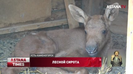 Спасенного лосёнка в Усть-Каменогорске не смогут выпустить в дикую природу