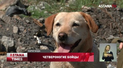 Как тренируют собак-спасателей показали в Караганде