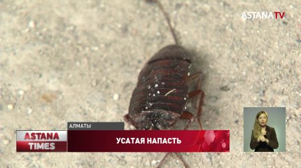Тараканы атакуют жителей алматинского микрорайона