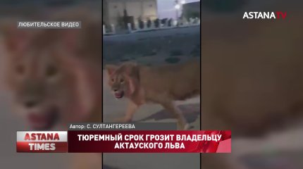 Тюремный срок грозит владельцу актауского льва