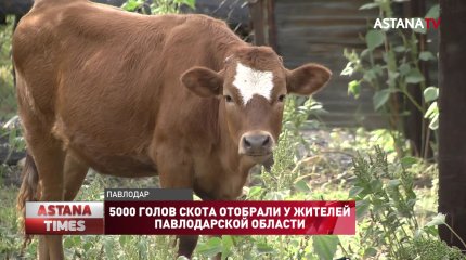 5000 голов скота "отобрали" у жителей Павлодарской области