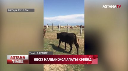 Павлодарда иесіз жүрген мал кесірінен жол апаты көбейді