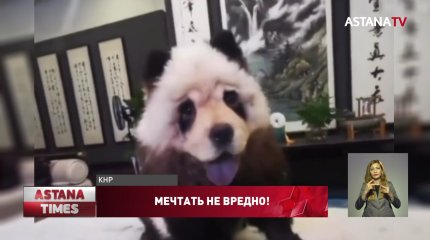 Женщина перекрасила собаку под панду в Китае