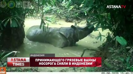 Принимающего грязевые ванны носорога сняли в Индонезии