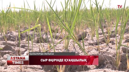 Сыр өңіріндегі мыңдаған гектар күріш алқабы қурап кетуі мүмкін