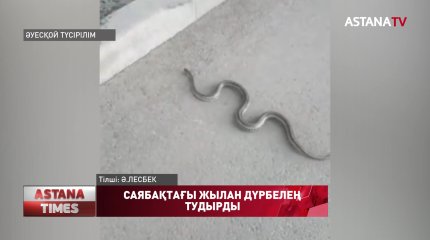 Алматыда пайда болған сұр жыландар тұрғындар арасында дүрбелең тудырды