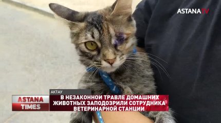 В незаконной травле домашних животных заподозрили сотрудника ветеринарной станции