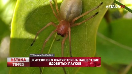 Жители ВКО жалуются на нашествие ядовитых пауков