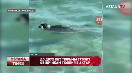 До двух лет тюрьмы грозит обидчикам тюленя в Актау