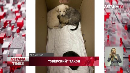 Оставил щенков умирать: живодёров будут сажать в тюрьму