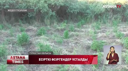 Ресей азаматы Түркістан облысында 5000 түп есірткі шөбін өсірген