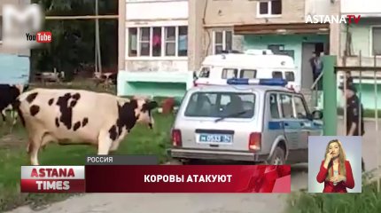 Коровы атаковали полицейского во дворе многоэтажки