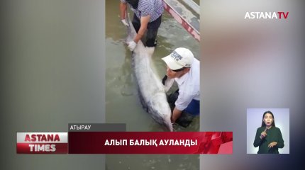 Атырауда салмағы 118 келі тартатын бекіре тұқымдас балық ауланды